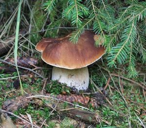 Klikni pro velký obrázek