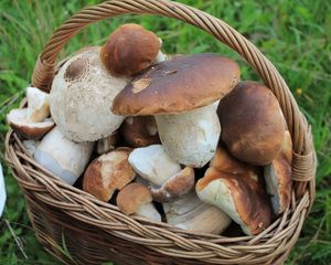 Klikni pro velký obrázek