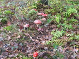 Klikni pro velký obrázek