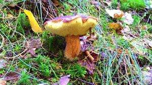 Klikni pro velký obrázek