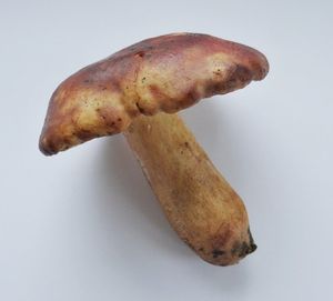 Klikni pro velký obrázek