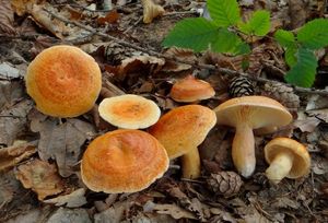 Klikni pro velký obrázek