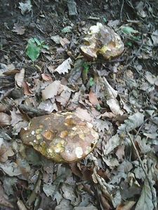 Klikni pro velký obrázek