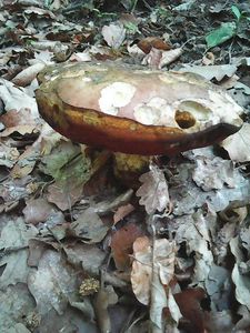 Klikni pro velký obrázek