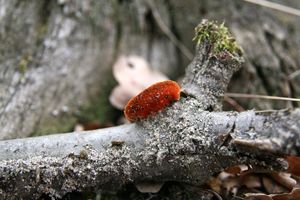 Klikni pro velký obrázek