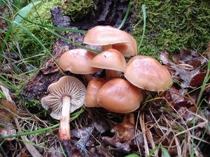 Klikni pro velký obrázek