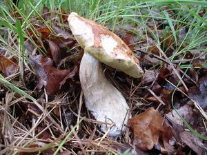 Klikni pro velký obrázek