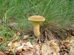 Klikni pro velký obrázek