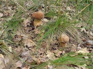 Klikni pro velký obrázek