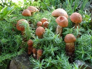 Klikni pro velký obrázek