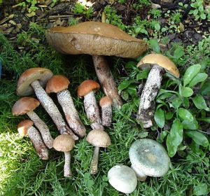 Klikni pro velký obrázek