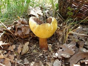 Klikni pro velký obrázek