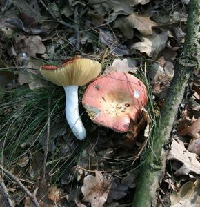 Klikni pro velký obrázek