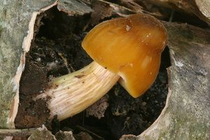 Klikni pro velký obrázek