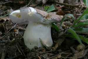 Klikni pro velký obrázek