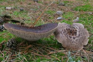 Klikni pro velký obrázek