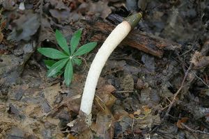 Klikni pro velký obrázek