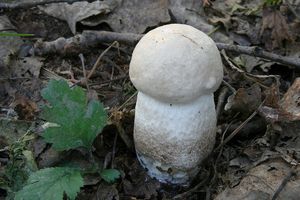 Klikni pro velký obrázek