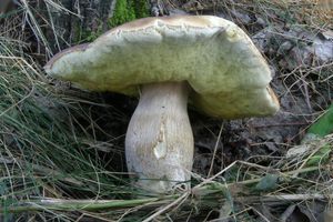 Klikni pro velký obrázek