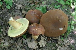 Klikni pro velký obrázek