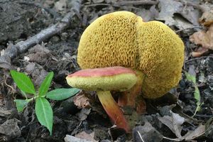 Klikni pro velký obrázek