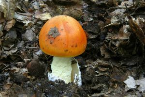 Klikni pro velký obrázek