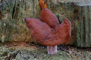 Klikni pro velký obrázek