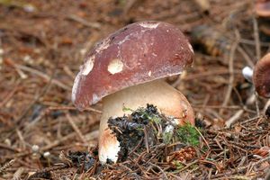 Klikni pro velký obrázek