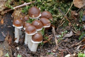 Klikni pro velký obrázek