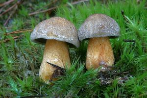 Klikni pro velký obrázek