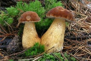 Klikni pro velký obrázek