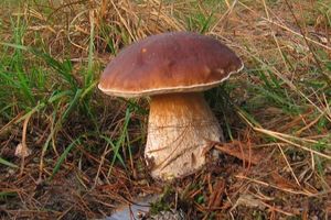 Klikni pro velký obrázek