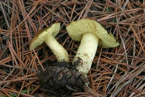 Klikni pro velký obrázek