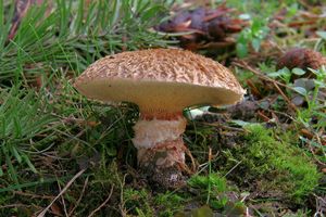 Klikni pro velký obrázek