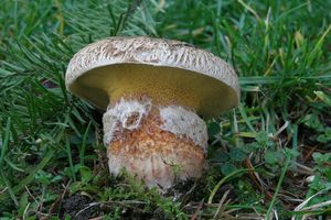 Klikni pro velký obrázek