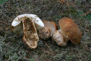 Klikni pro velký obrázek