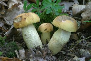 Klikni pro velký obrázek