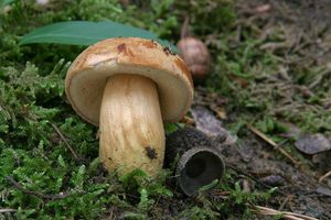 Klikni pro velký obrázek