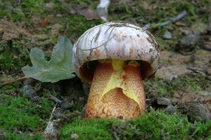 Klikni pro velký obrázek