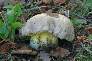 Klikni pro velký obrázek