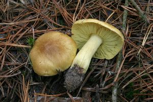 Klikni pro velký obrázek