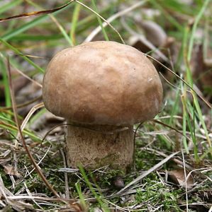 Klikni pro velký obrázek