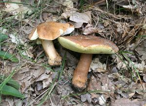 Klikni pro velký obrázek