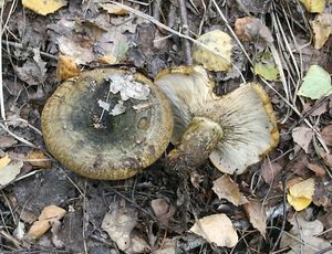 Klikni pro velký obrázek