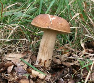 Klikni pro velký obrázek