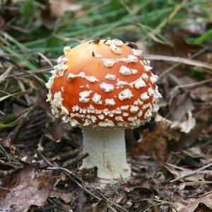 Klikni pro velký obrázek