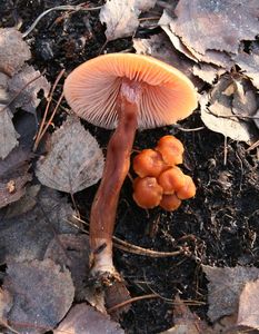 Klikni pro velký obrázek