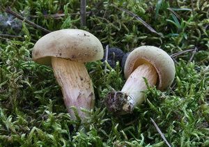 Klikni pro velký obrázek