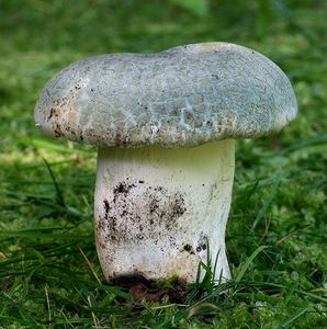 Klikni pro velký obrázek