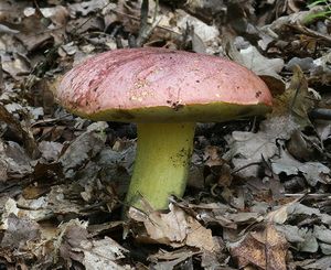 Klikni pro velký obrázek